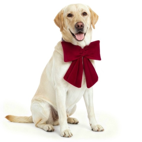 Ręcznie Szyta Kokarda Na Obrożę Dla Psa Welurowa Dekoracja Kokardka Mucha Na Święta 29x33 cmcm