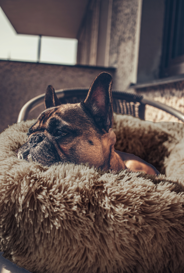 🐶Legowiska Antystresowe – Oaza Spokoju dla Twojego Pupila